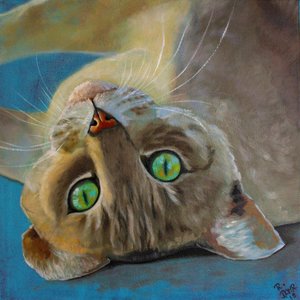 猫运气 作者 Renate Dohr