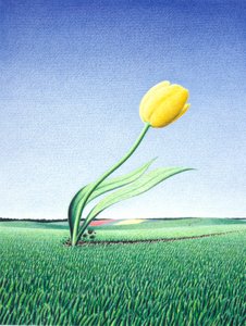 快速郁金香 作者 勒内·博安