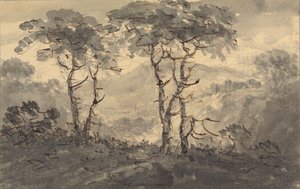 山景中的杉树