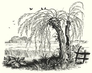 汉斯·克里斯蒂安·安徒生：荞麦（石版画） 作者 雷克斯（后）惠斯勒