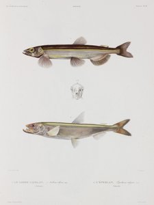 毛鳞鱼和胡瓜鱼，冰岛，19世纪初 作者 理查德（后）爸爸