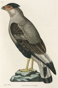 凤头鹦鹉（Crested Caracara） 作者 理查德（后）爸爸
