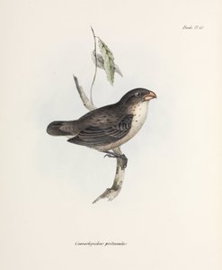 芬奇，约1832-1836 作者 理查德（后）爸爸