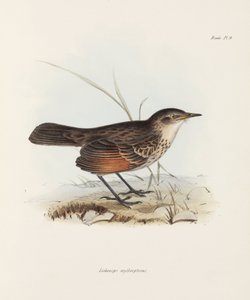 飞鸟，约1832-1836年 作者 理查德（后）爸爸