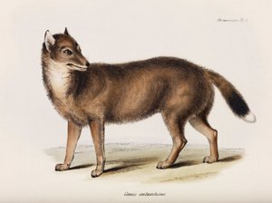 福克斯，福克兰群岛，约1832-1836年 作者 理查德（后）爸爸