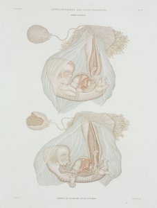 妇科 胎儿40天时，约1847-1859年 作者 理查德（后）爸爸