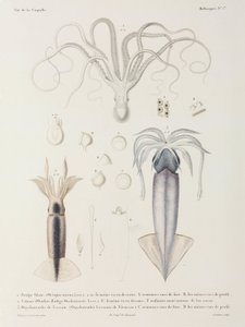 章鱼和鱿鱼 作者 理查德（后）爸爸