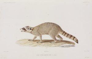 美国Raccoon公司 作者 理查德（后）爸爸