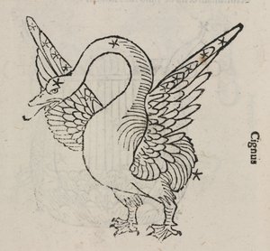 天鹅座 作者 理查德（后）爸爸