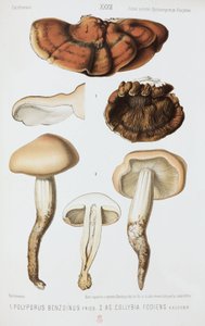 两种类型的蘑菇，约1874年 作者 理查德（后）爸爸