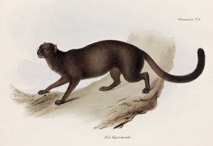 黄鼠狼或水獭猫，南美，约1832-1836年