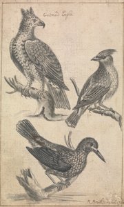 冠鹰和两只鸟