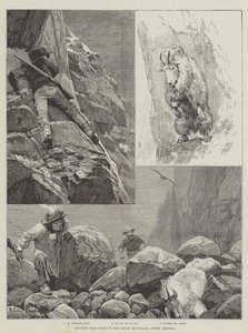 狩猎野山羊在洛矶山脉，北美洲