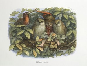精灵和猫头鹰 作者 理查德·道尔