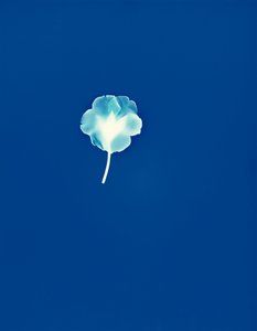 无题，2002（独特的C型照片） 作者 理查德·格林