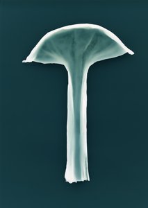 无题，2003 年 作者 理查德·格林
