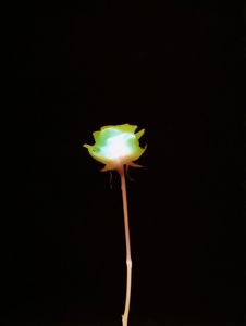 无题，2007 作者 理查德·格林