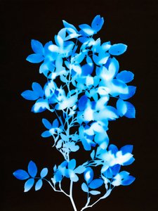无题，2008 作者 理查德·格林