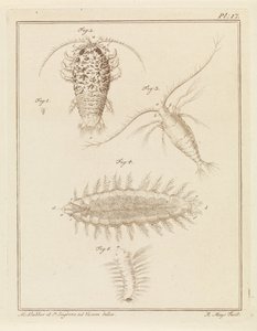玛瑙木虱、桡足类动物和鬃毛蠕虫