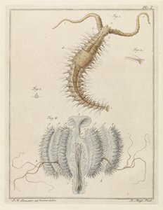 Franjeworm 和肋骨水母 作者 总理布拉瑟