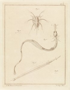 常见藤壶、大琵琶鱼和一种箭虫
