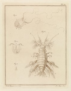 珊瑚虫水母和沙片龙虾 作者 总理布拉瑟