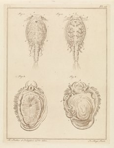 甲壳动物和软体动物 作者 P. Snijders