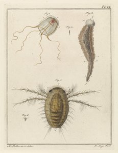 各种海洋生物