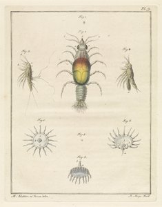 各种海洋生物 作者 罗伯特·迈斯