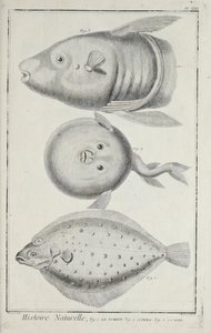 插图来自丹尼斯-狄德罗的《科学、自由艺术和机械艺术的图画集，以及它们的说明》。 作者 罗伯特·贝纳德