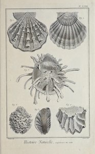 插图来自丹尼斯-狄德罗的《科学、自由艺术和机械艺术的图画集，以及它们的说明》。