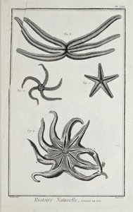 海星，插图来自丹尼斯-狄德罗的《科学、自由艺术和机械艺术的图画集，以及对它们的解释》（Recueil de planches, sur les sciences, les arts libéraux, et les arts méchaniques, avec leur explication）。
