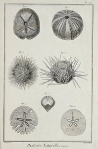 乌贼，插图来自丹尼斯-狄德罗的《科学、自由艺术和机械艺术的图画集，以及对它们的解释》（Recueil de planches, sur les sciences, les arts libéraux, et les arts méchaniques, avec leur explication）。 作者 罗伯特·贝纳德