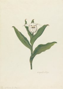 女士拖鞋（Cypripedium Canadense、Calceolus Maria）