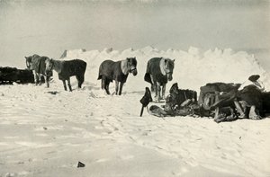 1911年，1913年，在屏障营地的庇护所后面的小马
