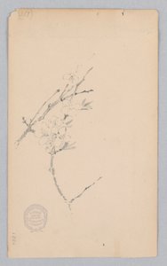 桠枝 作者 罗伯特·弗雷德里克·布鲁姆