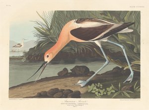 美国鳄鱼，1836年。