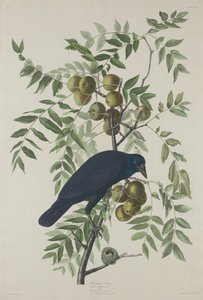 美国乌鸦，1833年。 作者 罗伯特·哈维尔