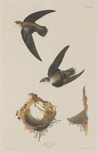 美国人斯威夫特，1833年。 作者 罗伯特·哈维尔