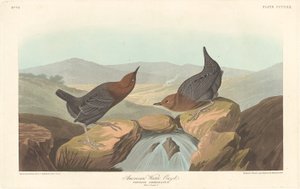 美国水乌泽尔，1837年。 作者 罗伯特·哈维尔