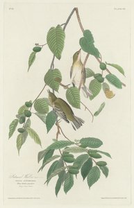 秋天的莺，1830年。