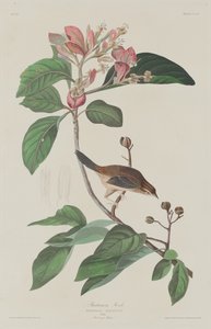 巴赫曼斯-芬奇，1833年。 作者 罗伯特·哈维尔