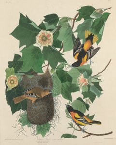 巴尔的摩黄鹂鸟，1827年。 作者 罗伯特·哈维尔