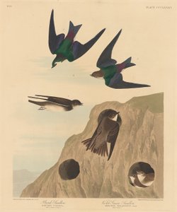 银燕和紫绿燕，1837年。 作者 罗伯特·哈维尔