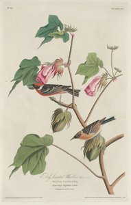 湾胸莺，1829年。 作者 罗伯特·哈维尔