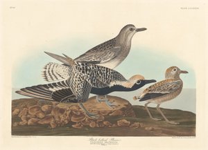 黑腹滨鹬，1836年。 作者 罗伯特·哈维尔