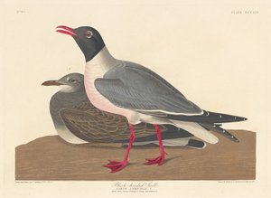 黑头鸥，1836年。 作者 罗伯特·哈维尔