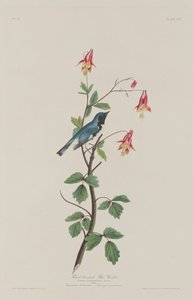 黑喉蓝莺，1832年。 作者 罗伯特·哈维尔