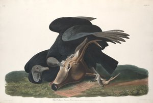 黑鹫，1831年。 作者 罗伯特·哈维尔