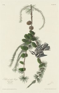 黑白爬行者，1830年。 作者 罗伯特·哈维尔